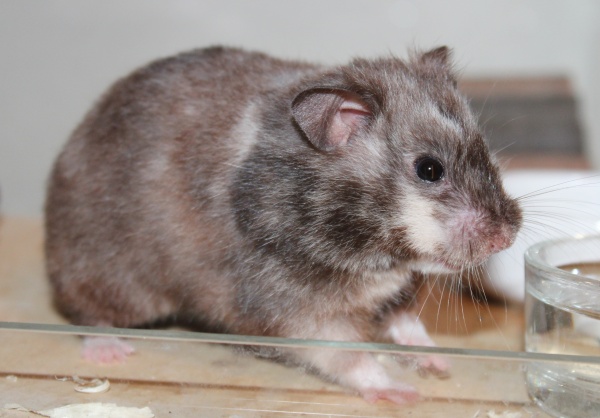 calanthe4.JPG