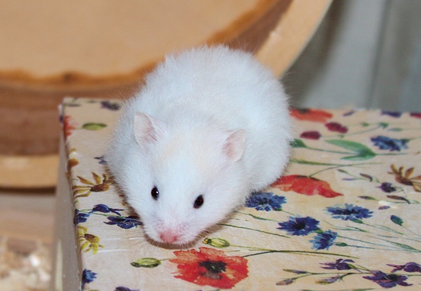 Bild von Charlie, geb. 14.02.2023