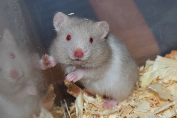 Bild von Fei, geb. Ende August 2024