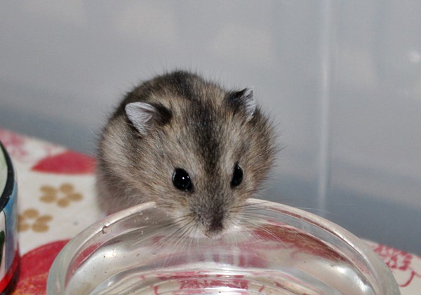 Bild von Papaya, geb. Anfang September 2021