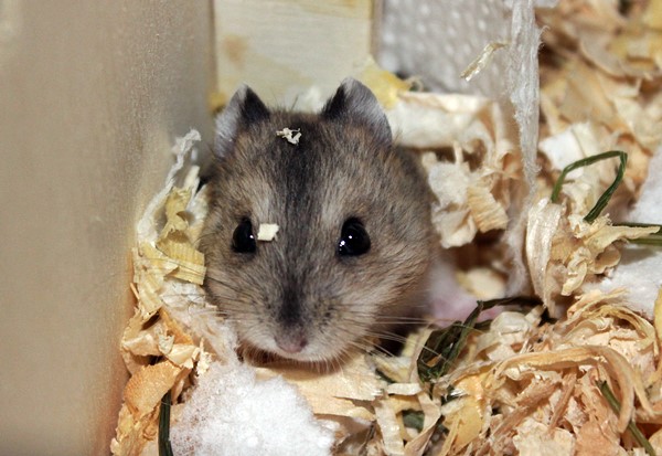Bild von Snowy, geb. 22.05.2021