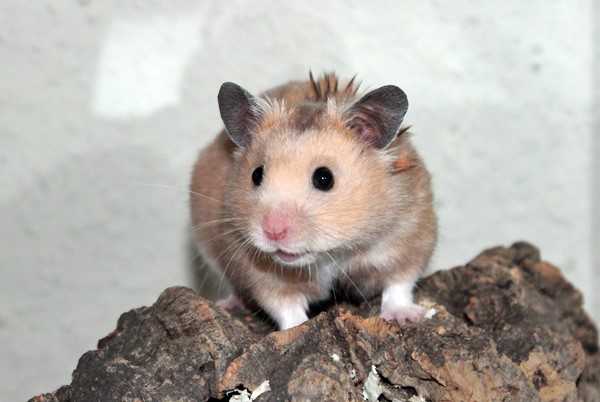 tawny1.JPG