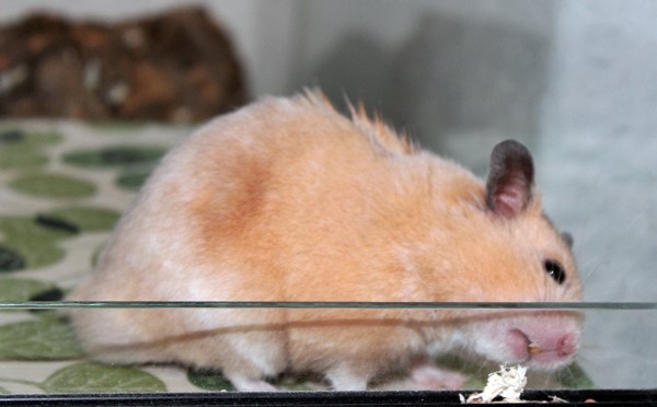 tawny4.JPG