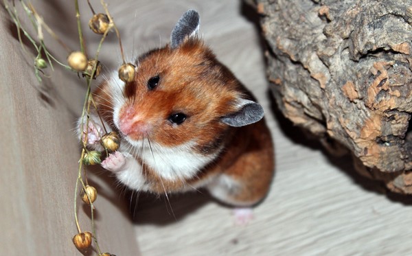 Bild von Tikala, ausgewachsen
