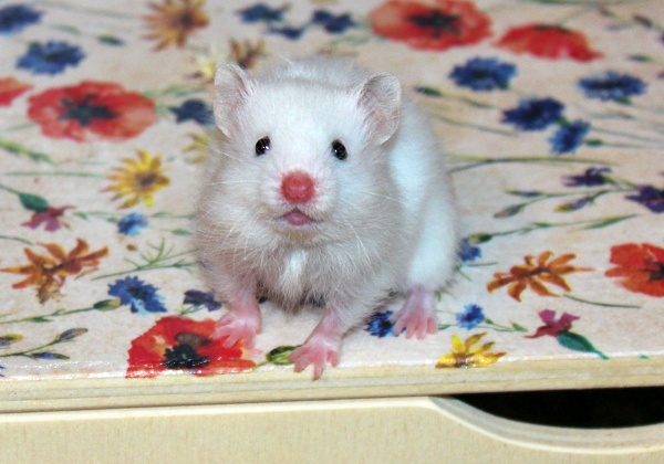 Bild von Yuki, geb. 19.07.2023