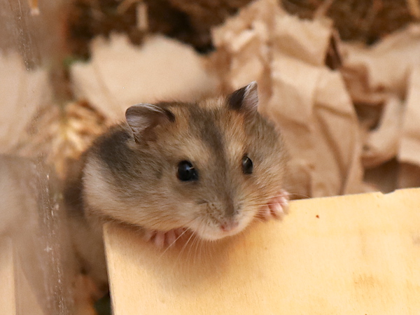 Bild von Hannes, geb. 04.05.2026