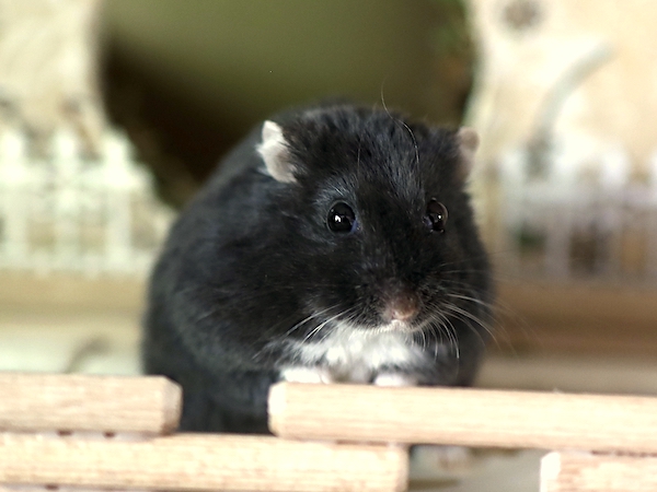 Bild von Heiko, ausgewachsen