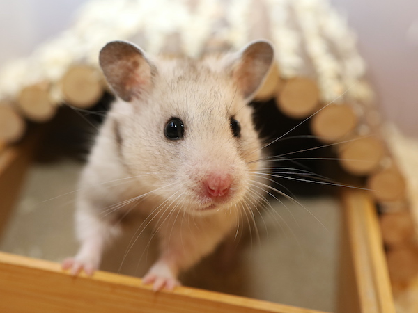 Bild von Lumina, geb. ca. November 2025