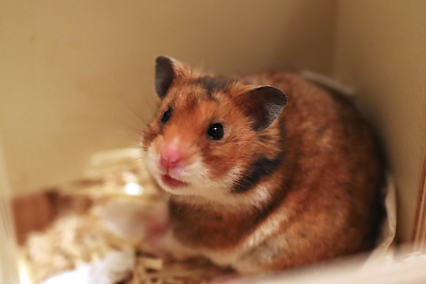 Bild von Mattis, ausgewachsen