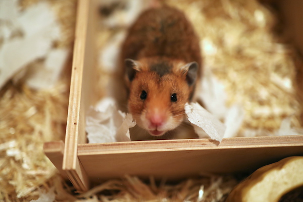 Bild von Thies, geb. ca. Dezember 2025