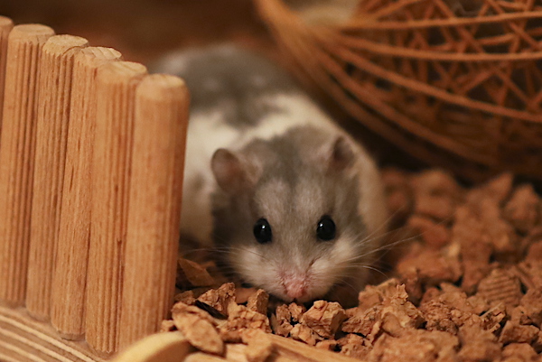 Bild von Clover, ausgewachsen