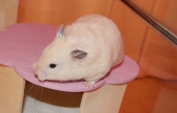 hummel1.jpg