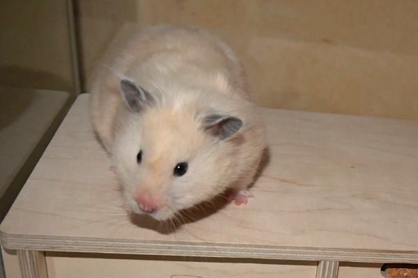 hummel3.jpg