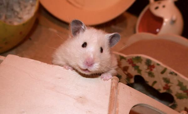 hummel5.jpg