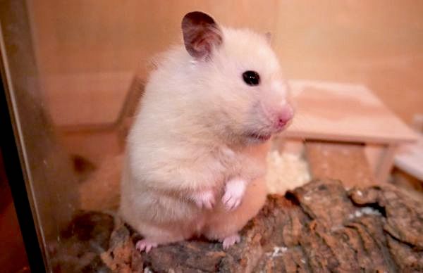 hummel7.jpg