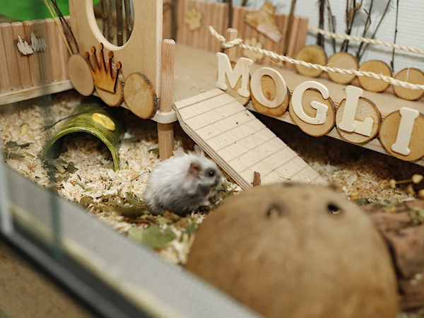 mog7.jpg