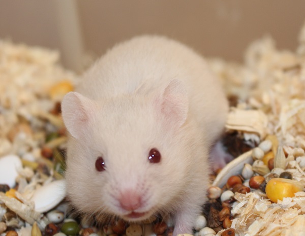 Bild von Domino, geb. 06.07.2021
