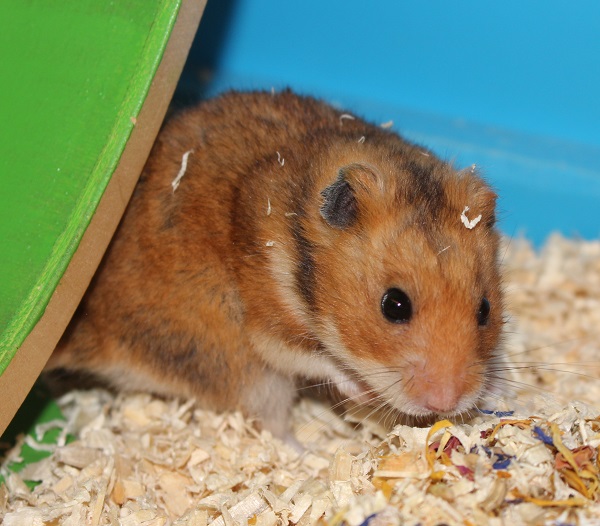 Bild von Flummi, geb. 31.08.2020