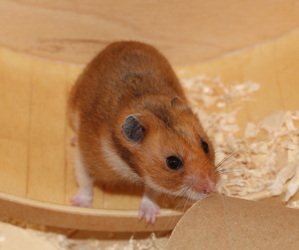 Bild von Dude, geb. 28.07.2020