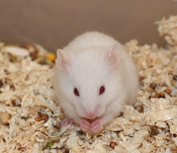 Bild von Pennie, geb. 06.07.2021