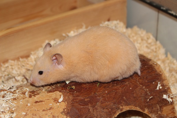 Hilda