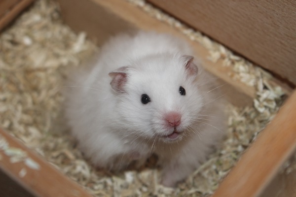 Bild von Olaf, ausgewachsen