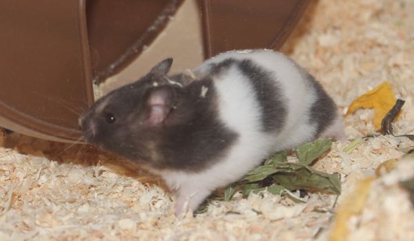 Bild von Ensley, geb. 17.04.2025