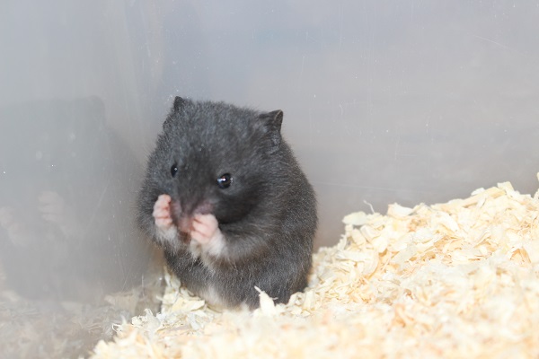 Bild von Scuttle, geb. Mitte April 2025