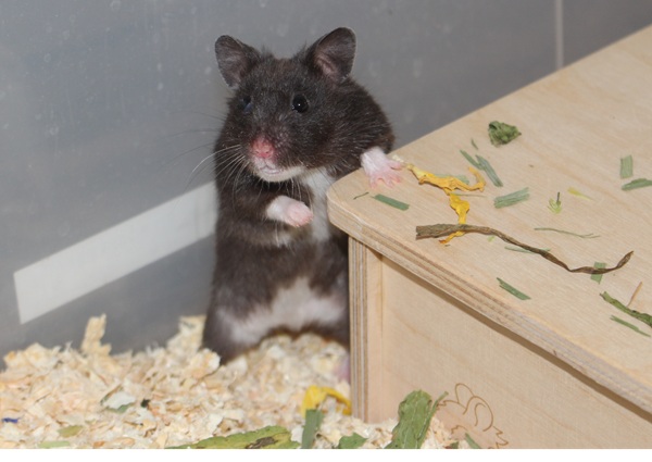 Bild von Charlotte, ausgewachsen