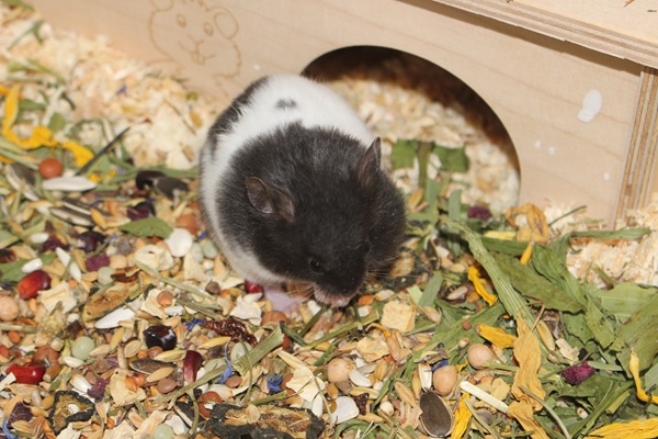 Bild von Karlotta, geb. 18.04.2026