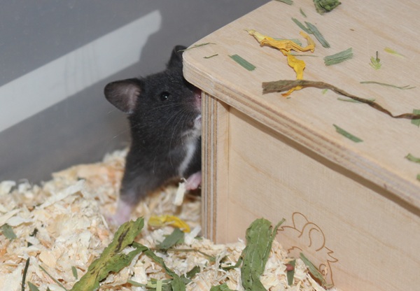 Bild von Liselotte, geb. 18.04.2026