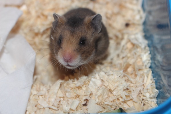 Bild von Fuji, geb. 15.02.2026