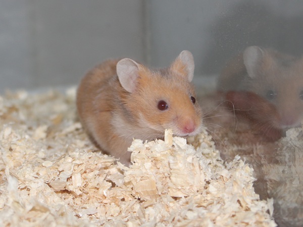 Bild von Topaz, geb. 15.02.2026