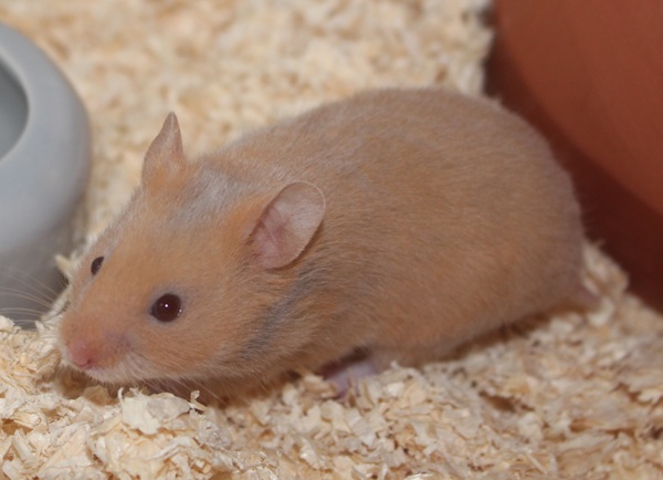 Bild von Boskoop, geb. 15.02.2026