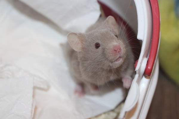 Bild von Gravensteiner, geb. 15.02.2026