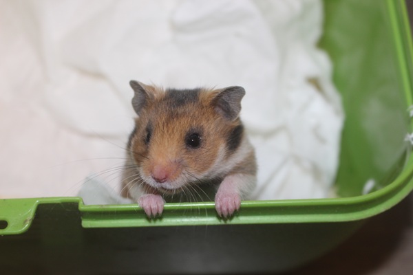 Bild von Elstar, geb. 15.02.2026