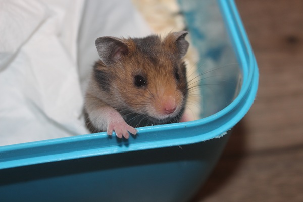 Bild von Santana, geb. 15.02.2026