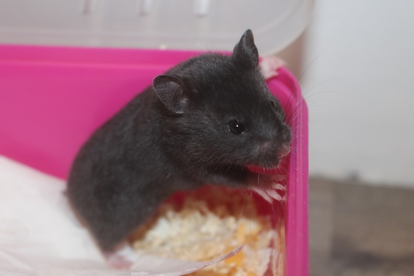 Bild von Pink Lady, geb. 15.02.2026