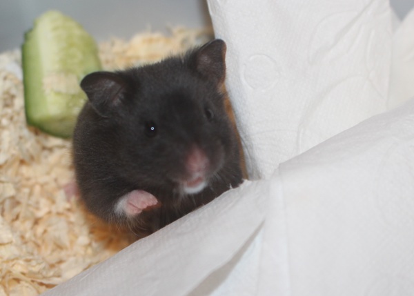 Bild von Gala, geb. 15.02.2026