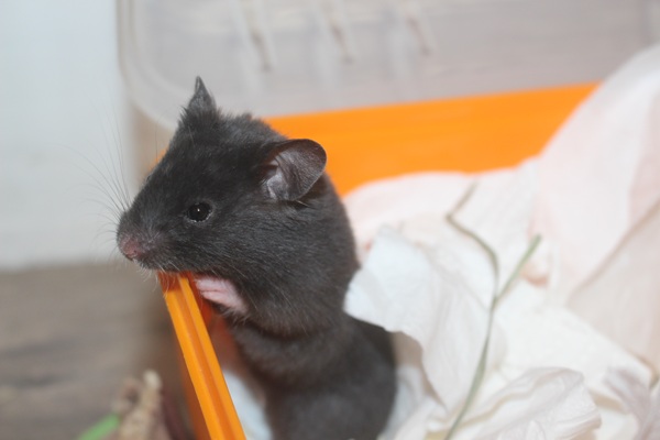 Bild von Braeburn, geb. 15.02.2026