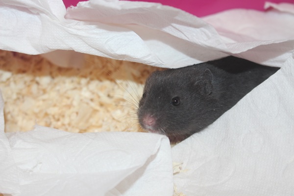 Bild von Golden Delicious, geb. 15.02.2026