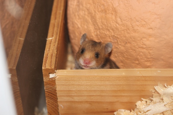 Bild von Williams, geb. Anfang April 2026