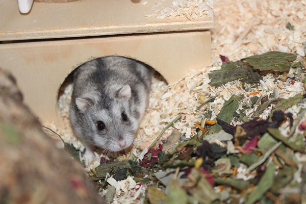 Bild von Nicklas, ausgewachsen