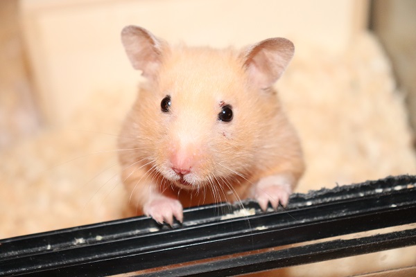 Bild von CeCe, ausgewachsen