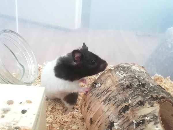 Ajana%20%284%29.jpg