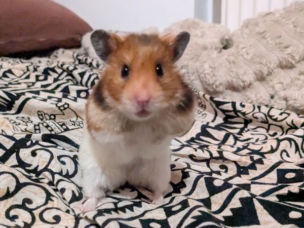 Bean%20%283%29.jpg