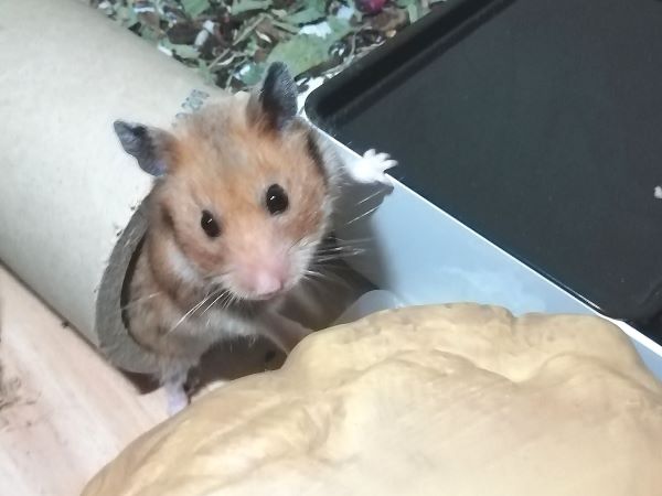 Gertrud%20%282%29.jpg