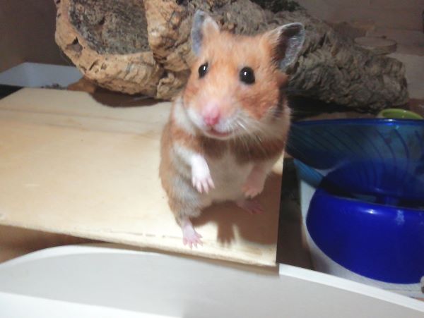 Gertrud%20%287%29.jpg