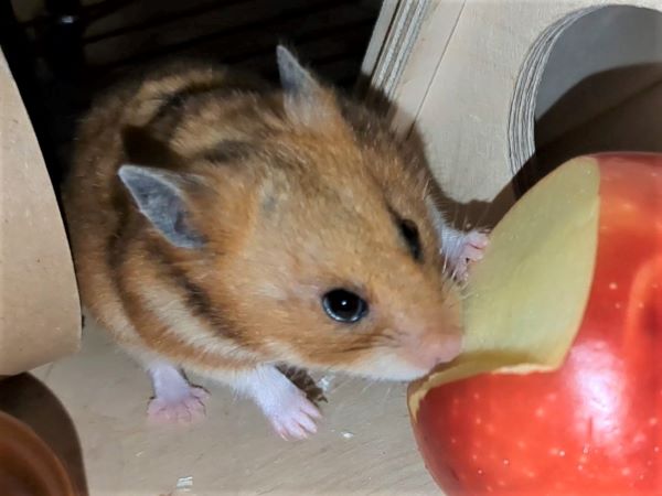 Bild von Orin, geb. 25.11.2022