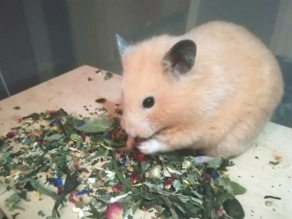 Schnitte1.jpg